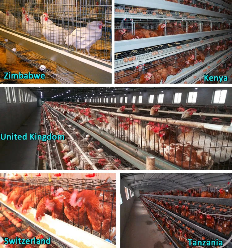 Good Selling Good Quality Farms in Ghana Poultry Equipment