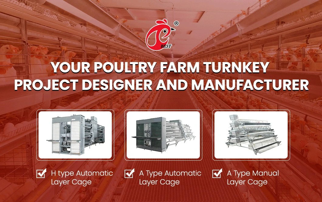 Bestchickencage Ordinary Type Layer Cage China Inside Chicken Layer Coop Factory OEM Custom Competitive Price Layers Cage 96 Chickens Poultry Farm