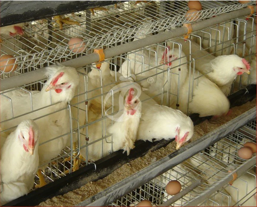 Bestchickencage Ordinary Type Layer Cage China Inside Chicken Layer Coop Factory OEM Custom Competitive Price Layers Cage 96 Chickens Poultry Farm