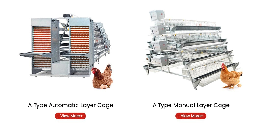 Bestchickencage Ordinary Type Layer Cage China Superior Construction Chicken Layer Coop Factory Free Sample Stocked Feature Layer Cages Egg Chicken Poultry Farm