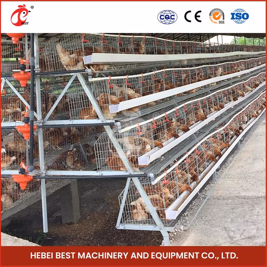 Bestchickencage Ordinary Type Layer Cage China Inside Chicken Layer Coop Factory OEM Custom Competitive Price Layers Cage 96 Chickens Poultry Farm